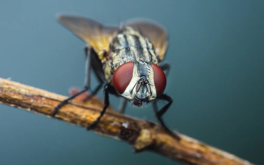 איך זבוב קטן יכול ללמד אותנו שיעור גדול על החיים?