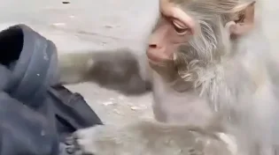 קוף חכם מדי? צפו איך הוא פותח תיק ולוקח בדיוק מה שבא לו