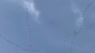 מחזה מרהיב: אלפי עגורים חוצים את שמי ירושלים
