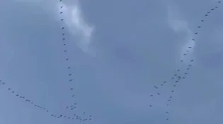 מחזה מרהיב: אלפי עגורים חוצים את שמי ירושלים