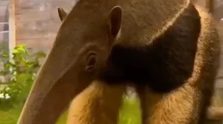 הכישרון המטורף של דב הנמלים - ולא תאמינו כמה מהר הוא עושה את זה