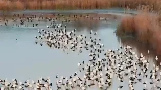 מרהיב: להקת החסידות הראשונה נחתה בעמק החולה - התיעוד שצריך לראות