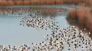 מרהיב: להקת החסידות הראשונה נחתה בעמק החולה - התיעוד שצריך לראות