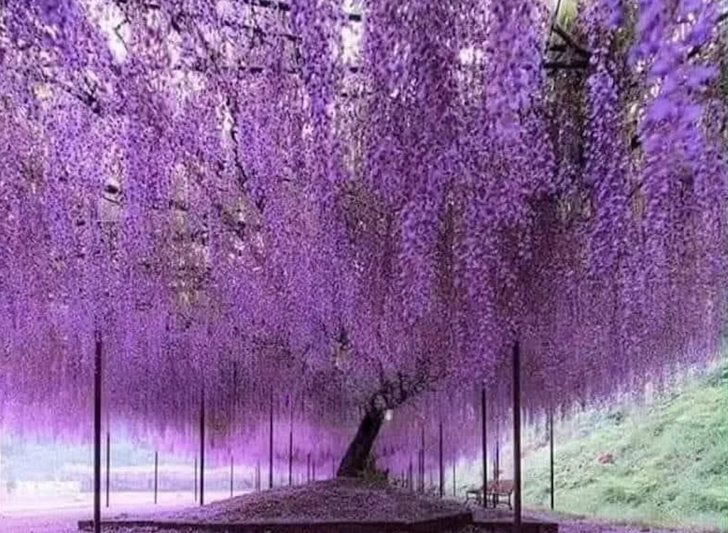  לא דובדבן, לא אלון – תכירו את העץ שנחשב ליפה בעולם