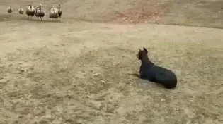 תרנגולי הודו מול דוברמן - הקרב שלא ראיתם מגיע