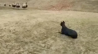 תרנגולי הודו מול דוברמן - הקרב שלא ראיתם מגיע