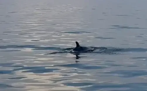 מפגש מפתיע מול הרצליה: להקת דולפינים נצפתה במים רדודים – אירוע נדיר בים התיכון מפגש מפתיע מול הרצליה: להקת דולפינים נצפתה במים רדודים – אירוע נדיר בים התיכון