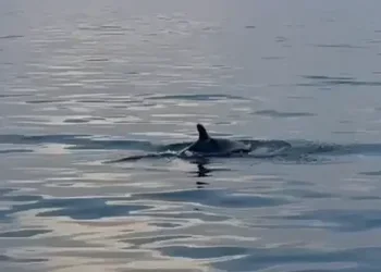 מפגש מפתיע מול הרצליה: להקת דולפינים נצפתה במים רדודים – אירוע נדיר בים התיכון