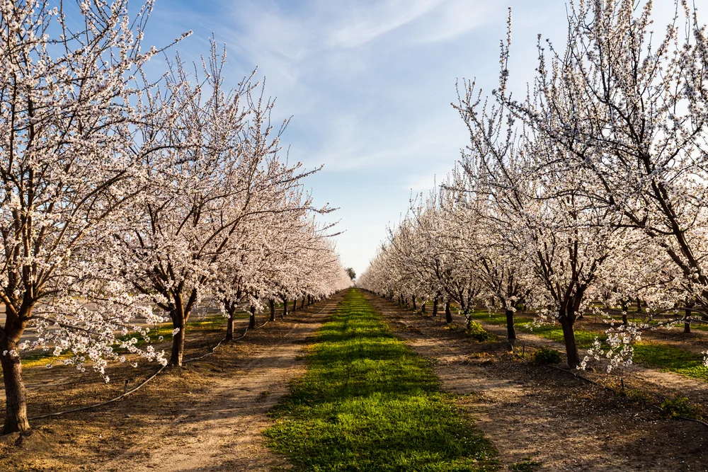 ברכת האילנות: המצווה הייחודית של חודש ניסן ומה שעומד מאחוריה