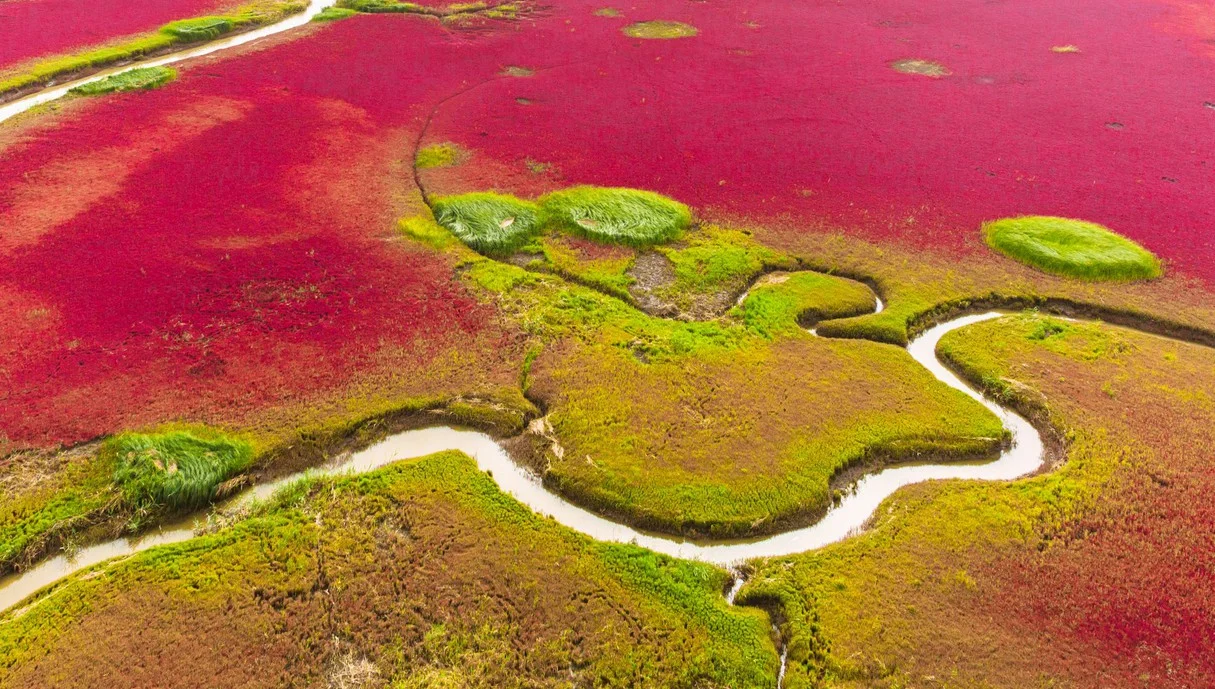 החוף שנראה כמו שטיח אדום ענק – התופעה המדהימה שמושכת אלפי תיירים לסין