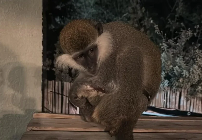 סאגת בעלי החיים נמשכת: קוף פצוע נמצא בראשון לציון