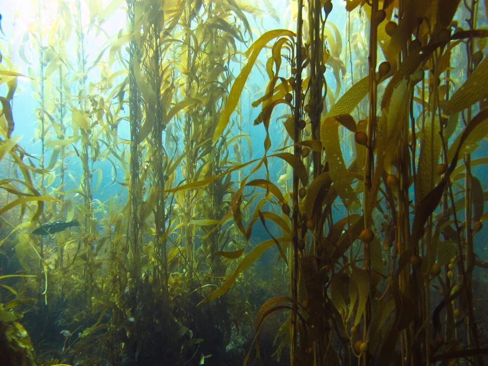 היערות הנסתרים של הקב"ה היערות הנסתרים של הקב"ה