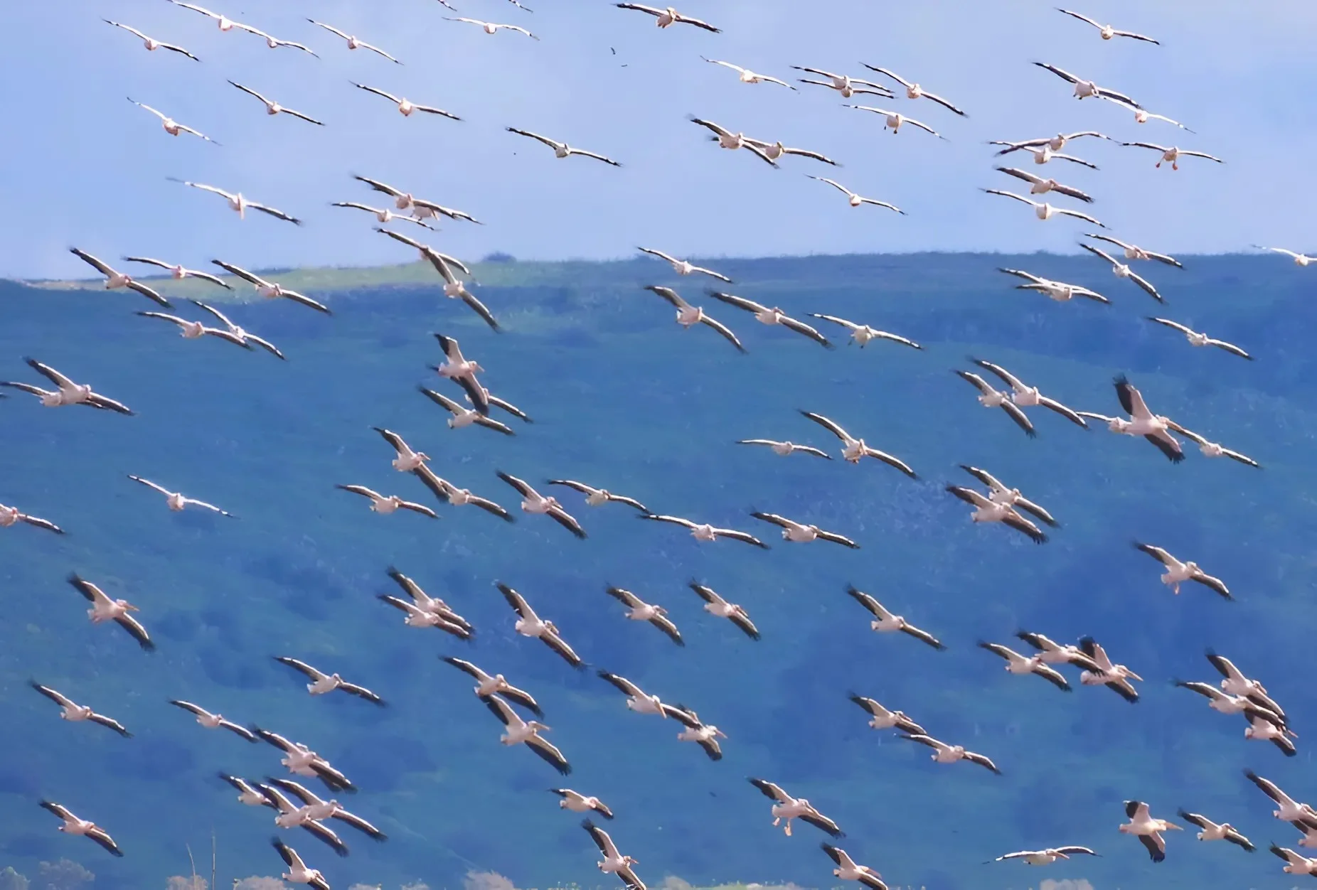 מעל הראש שלכם: אלפי ציפורים נודדות חוצות את ישראל – התיעוד עוצר הנשימה מעל הראש שלכם: אלפי ציפורים נודדות חוצות את ישראל – התיעוד עוצר הנשימה