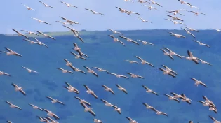 מעל הראש שלכם: אלפי ציפורים נודדות חוצות את ישראל - התיעוד עוצר הנשימה