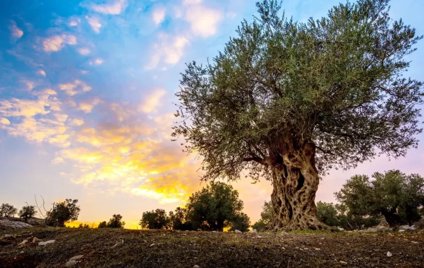 הלכות ברכת האילנות לחודש ניסן – דיני הברכה, זמנה ופרטיה הלכות ברכת האילנות לחודש ניסן – דיני הברכה, זמנה ופרטיה