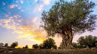 הלכות ברכת האילנות לחודש ניסן - דיני הברכה, זמנה ופרטיה