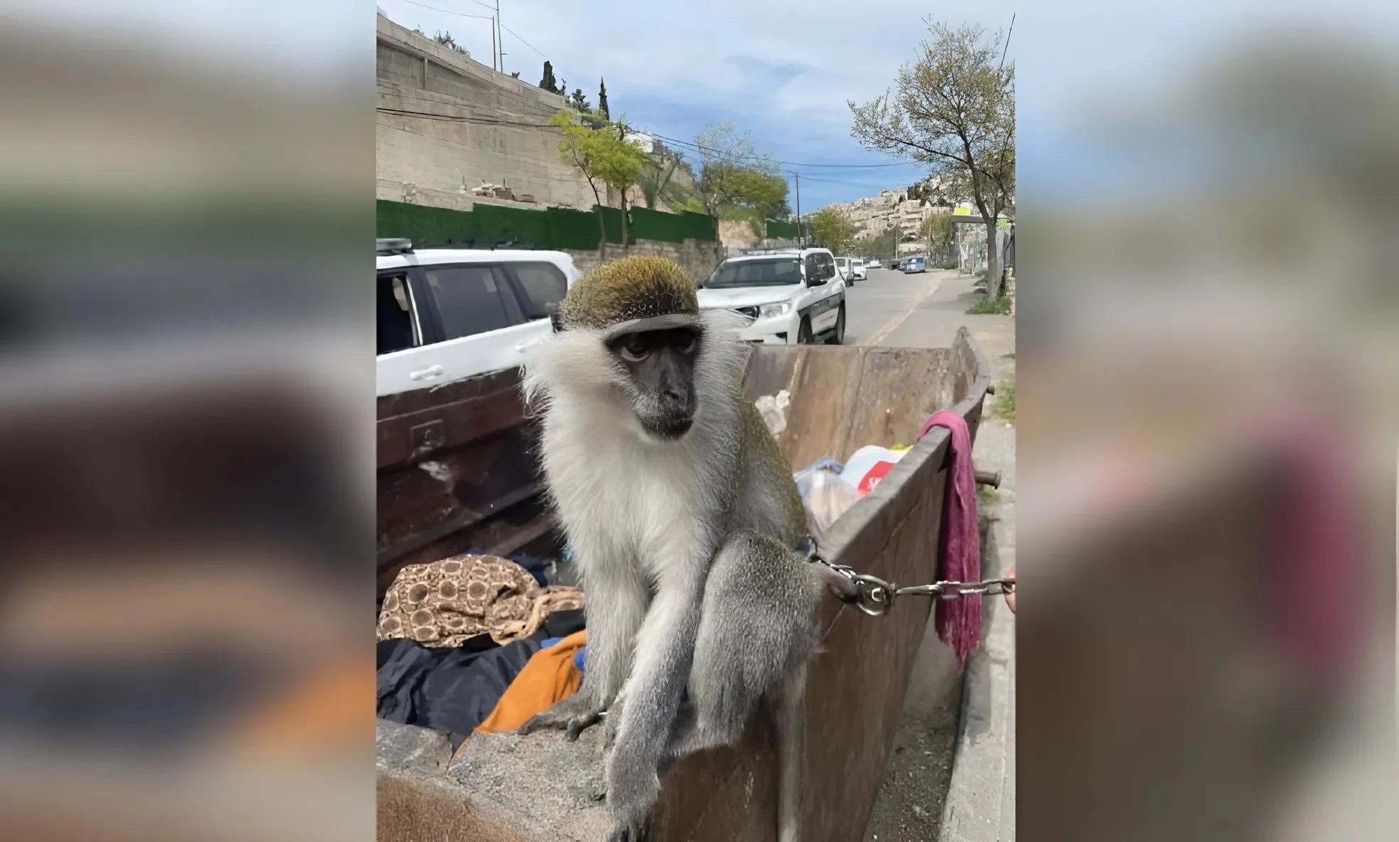 מחדל הקופים נמשך: נמצא קוף נוסף – קשור לפח אשפה בירושלים מחדל הקופים נמשך: נמצא קוף נוסף – קשור לפח אשפה בירושלים