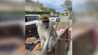 מחדל הקופים נמשך: נמצא קוף נוסף - קשור לפח אשפה בירושלים