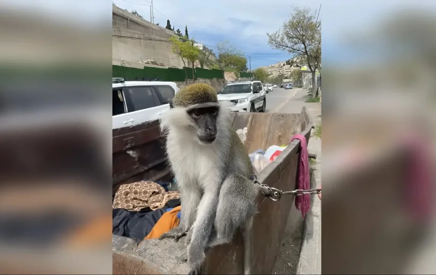 מחדל הקופים נמשך: נמצא קוף נוסף &ndash; קשור לפח אשפה בירושלים