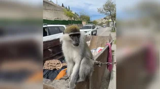מחדל הקופים נמשך: נמצא קוף נוסף - קשור לפח אשפה בירושלים