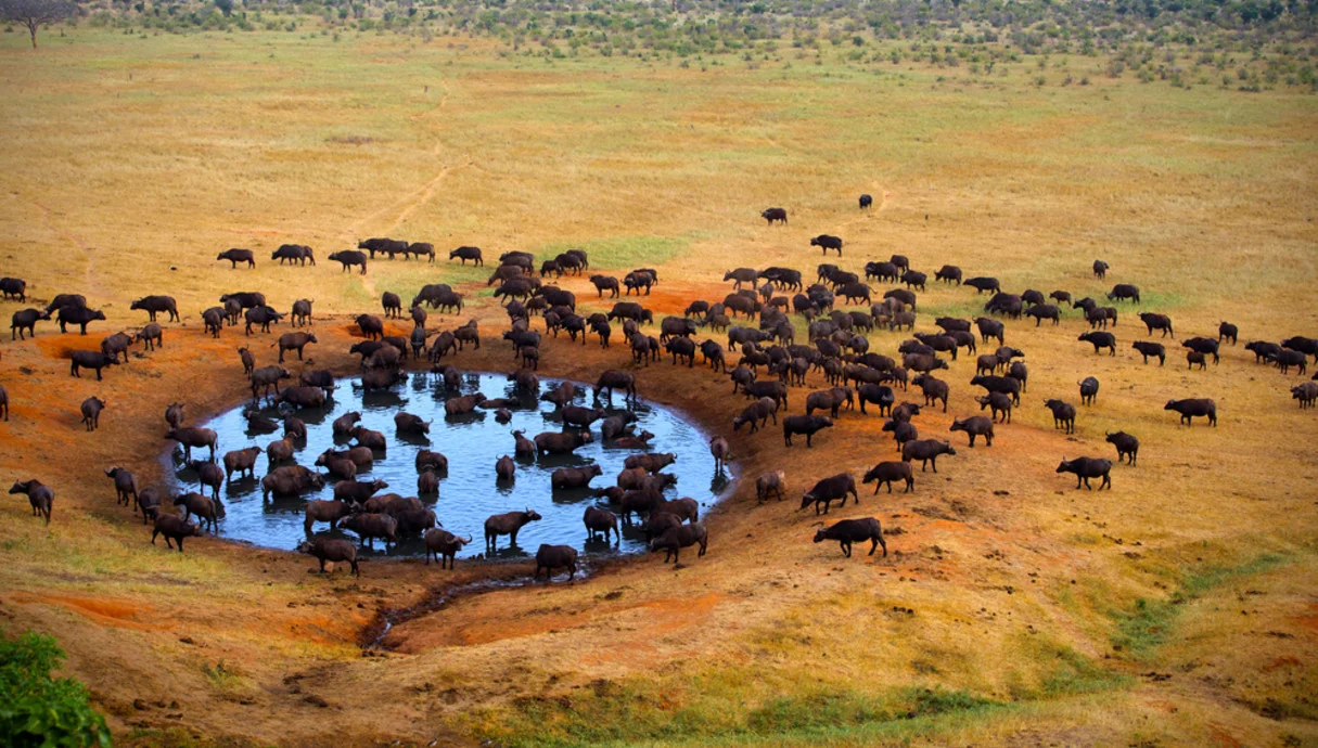 פארק קרוגר: המקום שבו אתה מגלה כמה אנחנו קטנים – וכמה זה מדהים פארק קרוגר: המקום שבו אתה מגלה כמה אנחנו קטנים – וכמה זה מדהים