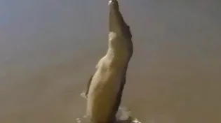 לא תאמינו מה תנין יכול לעשות עם הזנב שלו - הקפיצה שתשאיר אתכם פעורי פה