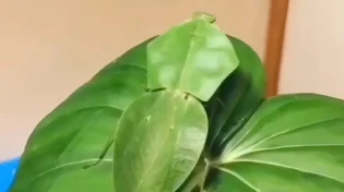 חשבתם שזה עלה? תחשבו שוב