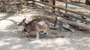 אז מה לעשות עם הילדים בפסח? הרשימה שתציל לכם את החג
