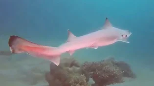 צוללן מקריית אונו תיעד כריש נדיר באילת - גילוי מפתיע במי הים האדום