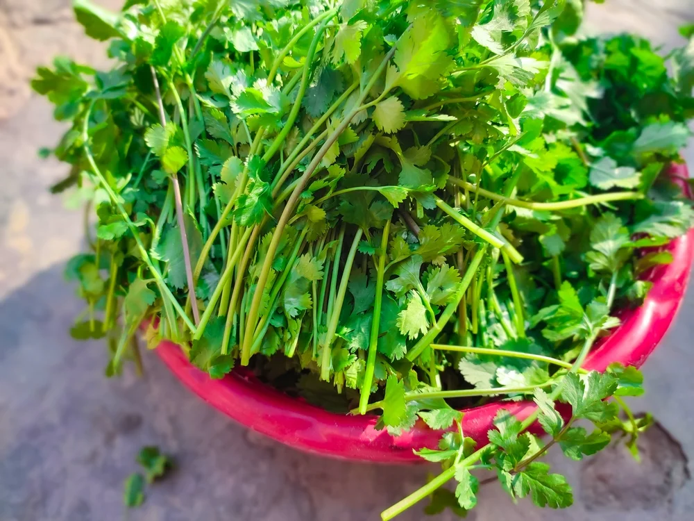 כוסברה עם חיטה? המכשול שעלה בדיוק לפני פסח
