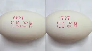 סלמונלה בביצים - אל תכניסו אותן למטבח לפני שתבדקו את הקוד