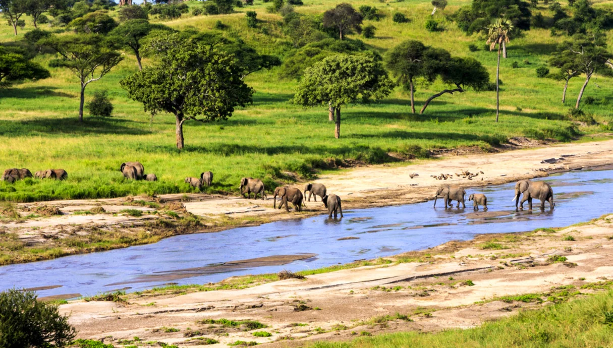  שיעור בפרופורציות: הנדידה שמזכירה לכולנו מי באמת מנהל את העולם