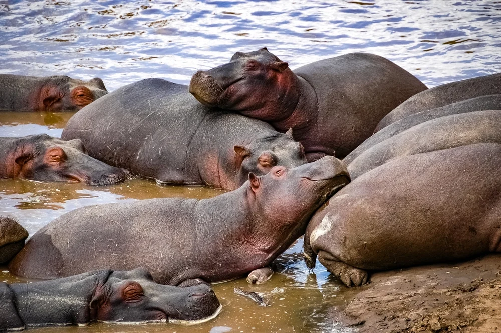 כ-50 היפופוטמים נמצאו מתים בקונגו – חשש מהתפרצות אנתרקס קטלנית כ-50 היפופוטמים נמצאו מתים בקונגו – חשש מהתפרצות אנתרקס קטלנית