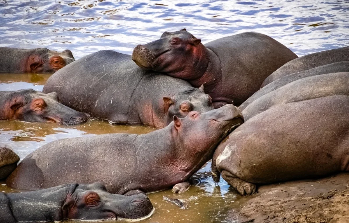 כ-50 היפופוטמים נמצאו מתים בקונגו &ndash; חשש מהתפרצות אנתרקס קטלנית