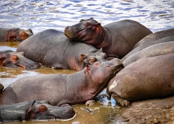 כ-50 היפופוטמים נמצאו מתים בקונגו &ndash; חשש מהתפרצות אנתרקס קטלנית