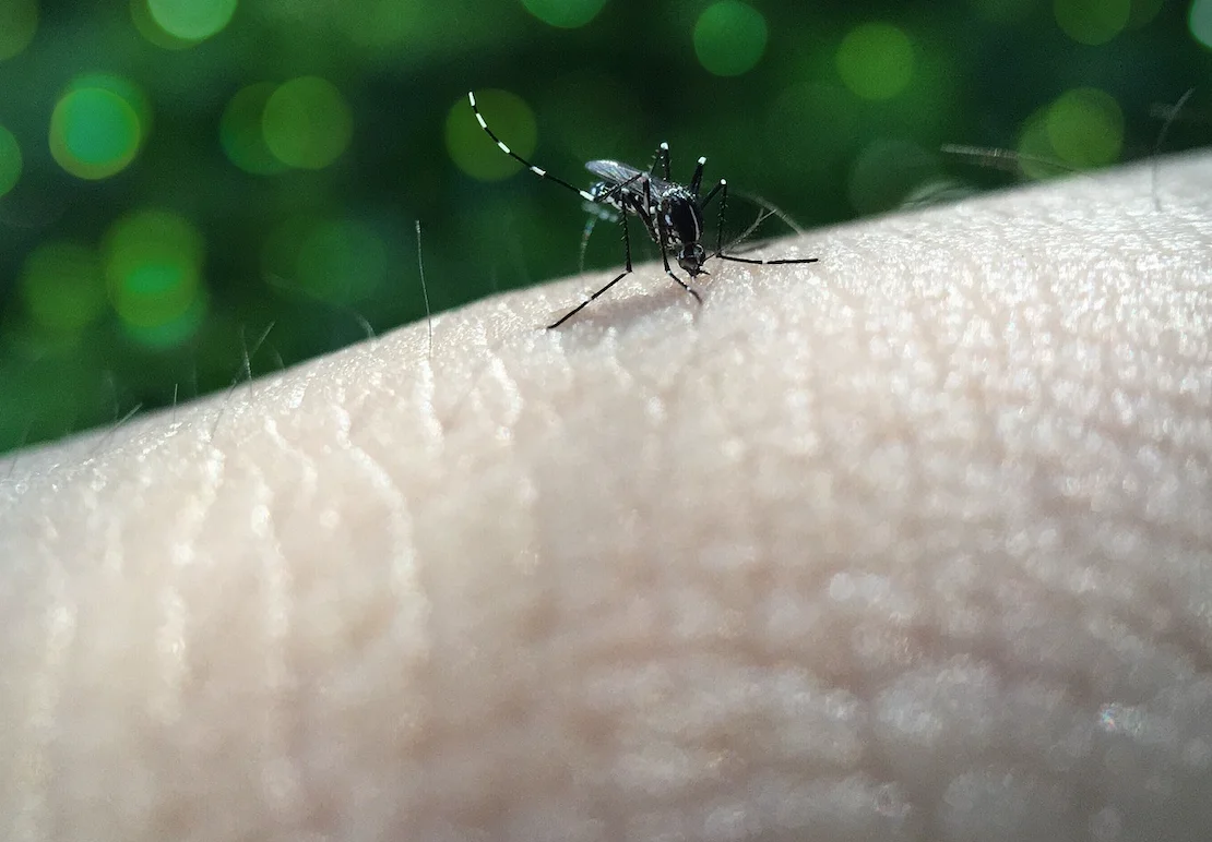  "חשבתי שזו שפעת – ואז התחלתי לרעוד": המחלה המסוכנת שמחכה לישראלים בתאילנד