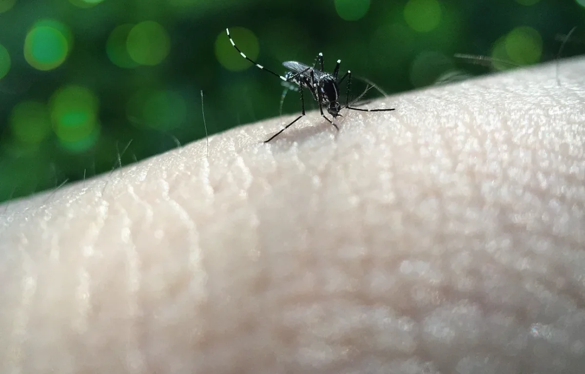  "חשבתי שזו שפעת &ndash; ואז התחלתי לרעוד": המחלה המסוכנת שמחכה לישראלים בתאילנד