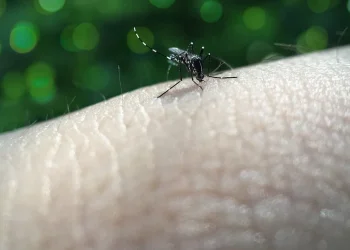  "חשבתי שזו שפעת &ndash; ואז התחלתי לרעוד": המחלה המסוכנת שמחכה לישראלים בתאילנד