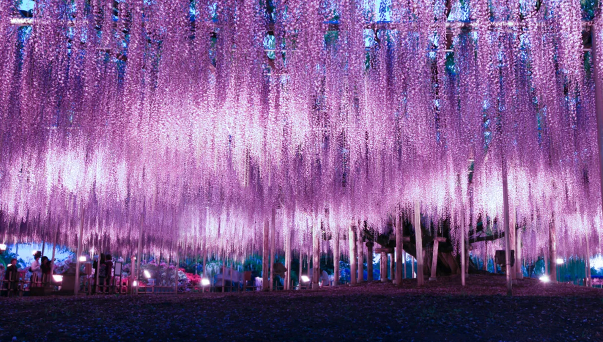 גן עדן עלי אדמות: הפארק היפני שבו הטבע נראה כמו יצירת אמנות גן עדן עלי אדמות: הפארק היפני שבו הטבע נראה כמו יצירת אמנות