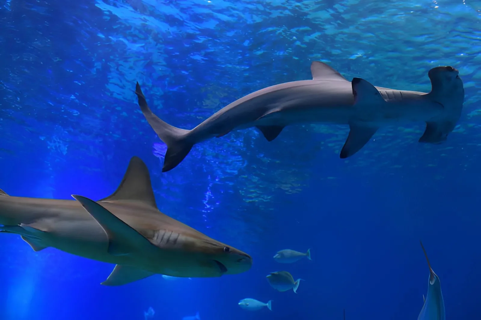 בהלה בים: שני כרישים נצפו ליד חוף בית ינאי