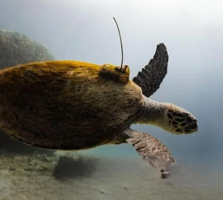 900 ק"ג של תקווה: הצבה הפצועה ששוברת את הלב – וחוזרת אליו 900 ק"ג של תקווה: הצבה הפצועה ששוברת את הלב – וחוזרת אליו