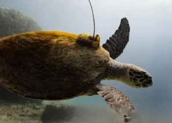 900 ק"ג של תקווה: הצבה הפצועה ששוברת את הלב &ndash; וחוזרת אליו