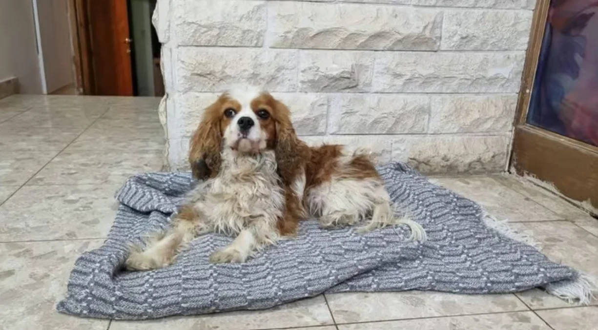 רגע מרגש: הכלבה שנחטפה ב-7 באוקטובר – חזרה רגע מרגש: הכלבה שנחטפה ב-7 באוקטובר – חזרה