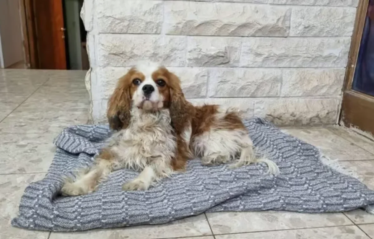 רגע מרגש: הכלבה שנחטפה ב-7 באוקטובר &ndash; חזרה