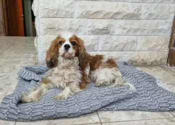 רגע מרגש: הכלבה שנחטפה ב-7 באוקטובר &ndash; חזרה