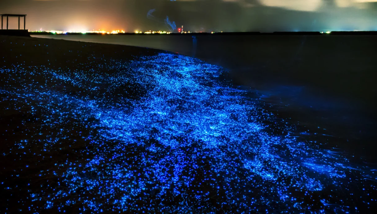 המים זוהרים – והנשמה מתעוררת: מה באמת קורה בלילות באיי המלדיביים?