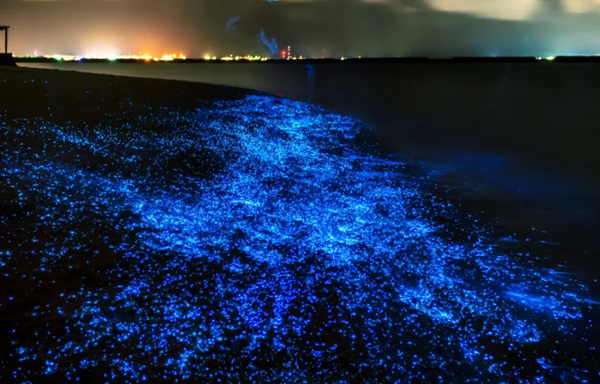המים זוהרים &ndash; והנשמה מתעוררת: מה באמת קורה בלילות באיי המלדיביים?