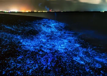 המים זוהרים &ndash; והנשמה מתעוררת: מה באמת קורה בלילות באיי המלדיביים?