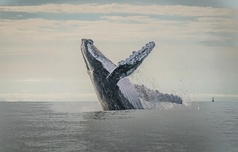 שירת הלווייתן: הסימפוניה שלא חוזרת על עצמה לעולם