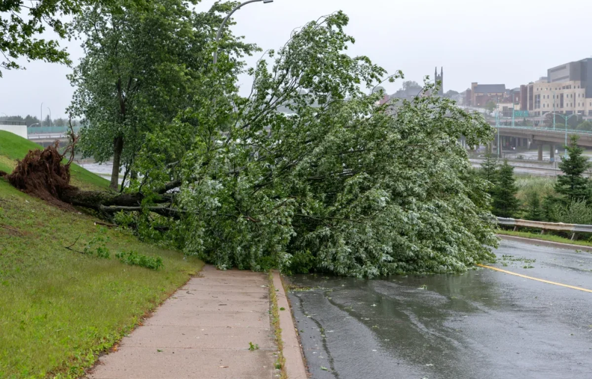 תעלומה בלוס אנג'לס: עשרות עצים נכרתו &ndash; המשטרה פתחה בחקירה